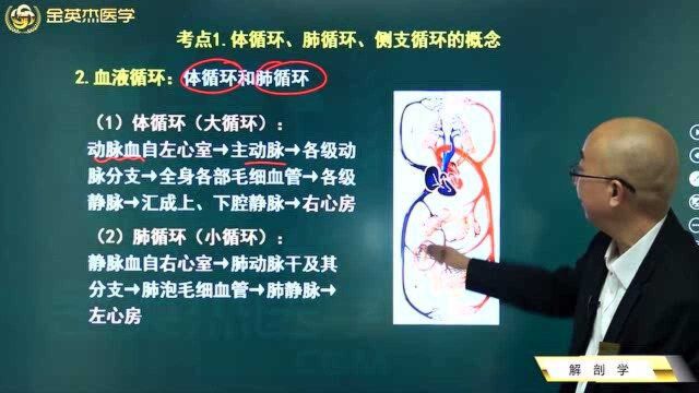 临床解剖学:血液循环下的体循环、肺循环以及侧支循环,赶紧收藏.