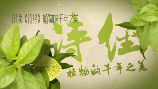 品读诗经 植物的千年之美 荼 谷风