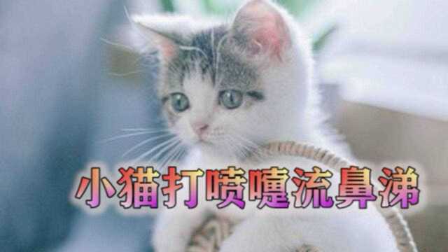 小猫打喷嚏流鼻涕