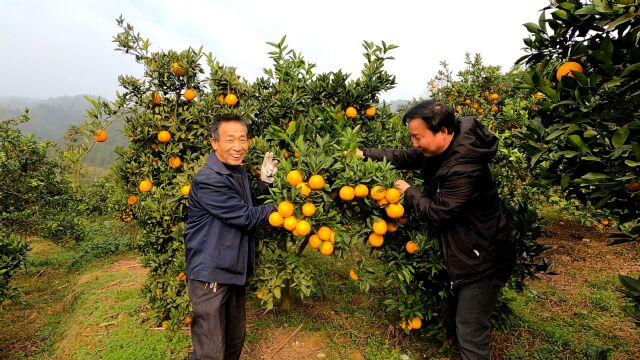 农村大叔种了一大片高山纽荷尔脐橙,正是丰收采摘季,这果子漂亮