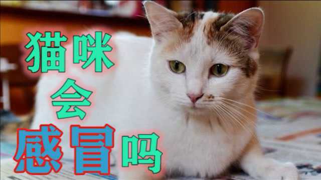 猫咪会感冒吗