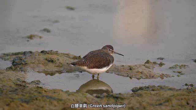 白腰草鹬一天的生活就是觅食、洗浴、梳理羽毛和休息