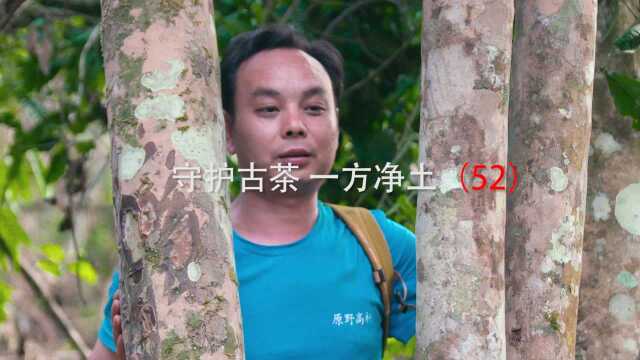 小元说:做好茶一点都不孤单