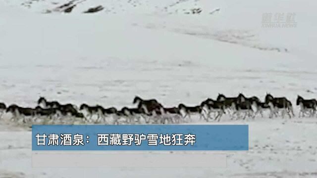 世界那么大丨甘肃酒泉:西藏野驴雪地狂奔