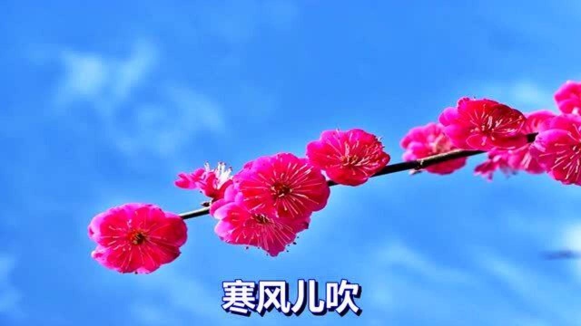 一曲经典情歌《梅花梦》