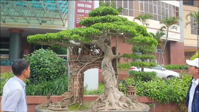 盆树和建筑的完美结合,这样的巧妙构思实在太赞,这盆景价值不菲