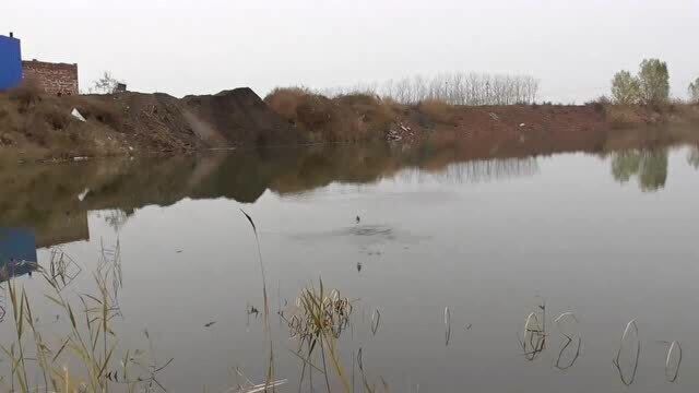 野钓,天气太冷,来窑坑钓鱼