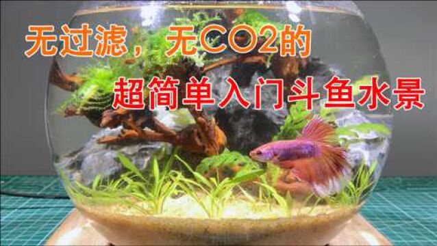 圆球金鱼缸制作斗鱼水景,不用过滤不用CO2的超级入门草缸