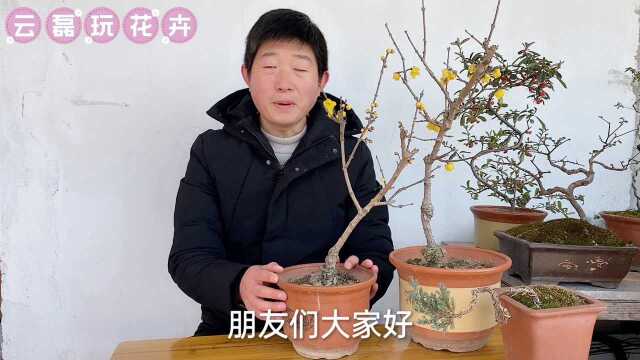 如何延长腊梅的花期?做到这三点是关键