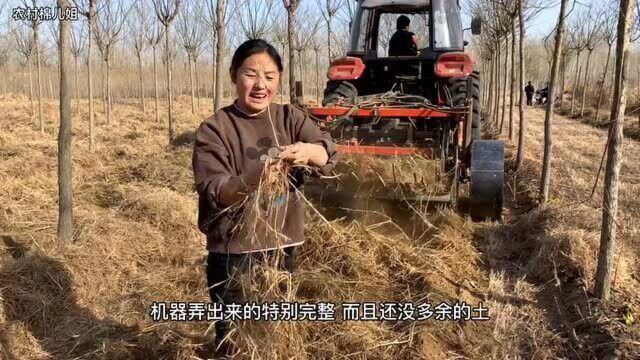 生长在地里的草根,农村大爷竟用它来致富,殊不知它的功效这么大