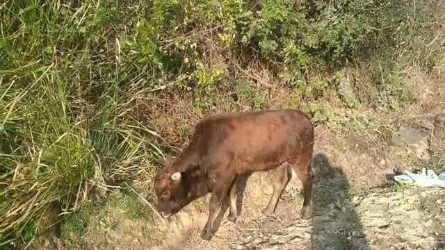 7个月大土黄牛能卖多少钱?