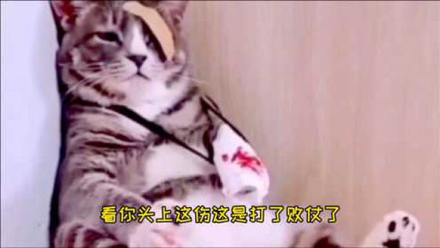 猫星人第一次打了账仗,看这表情,原谅我不厚道地笑了