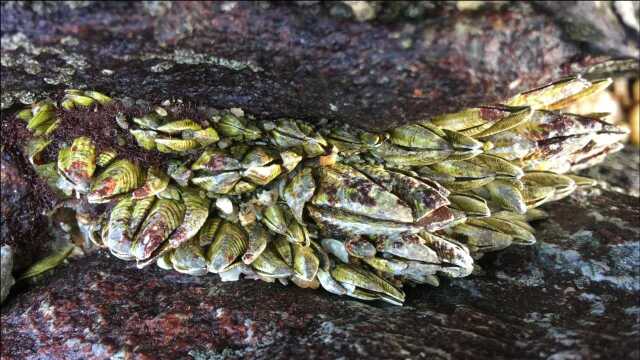 闲牛赶海发现宝藏,石头上好多稀有佛手螺,听说国外要1000多一斤