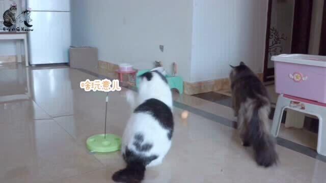 买了个大型逗猫棒?猫咪跳舞又健身,铲屎官:抖音神器果然牛!