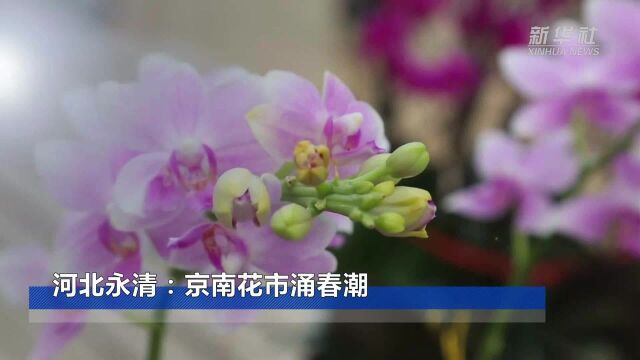 河北永清:京南花市涌春潮