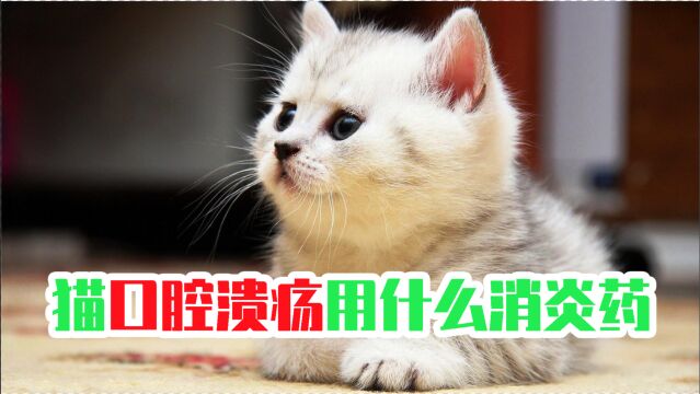 猫口腔溃疡用什么消炎药