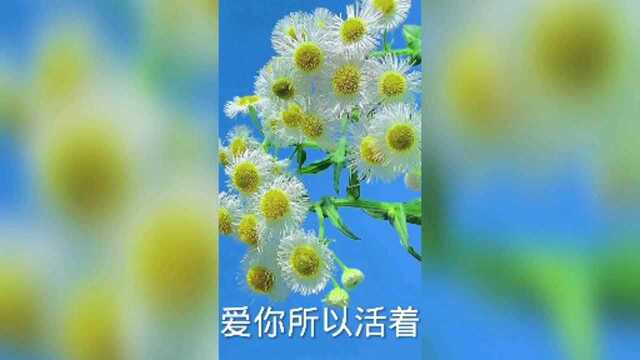 看着靓花,静听境歌,心随歌静,必然开达.