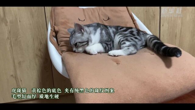 可爱如“你”:虎斑猫