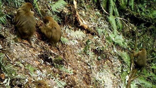 白颊猕猴不仅在西藏!云南高黎贡山发现白颊猕猴新分布种群