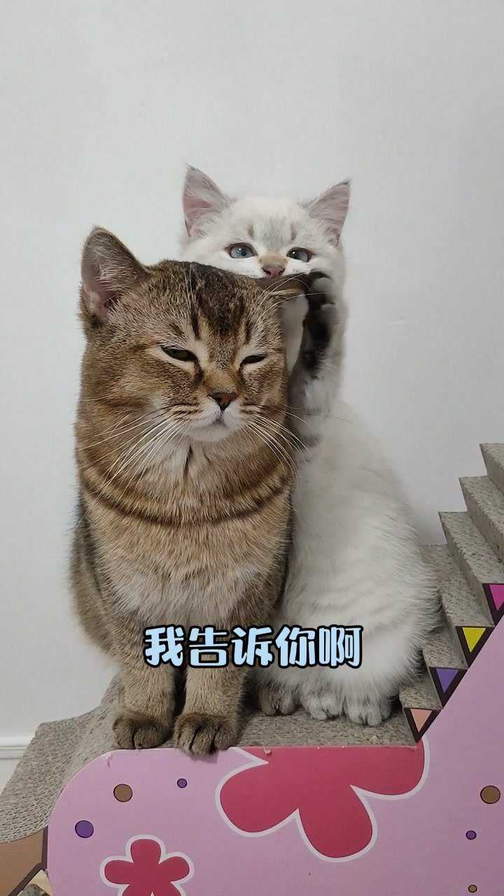 交头接耳又在嘀咕啥呢