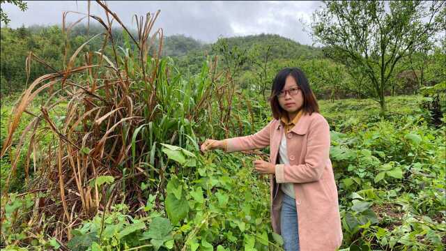 大山下荒地上长满了“蛇退草”,毒蛇见了都要绕道逃跑,看看你认识吗