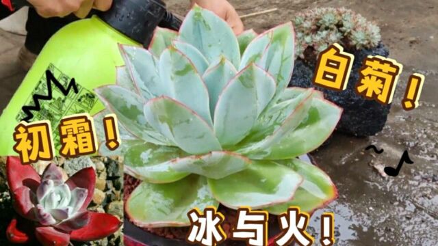 多肉欣赏!解析高颜值白菊多年价格居高不下?冰与火冒充蓝光?