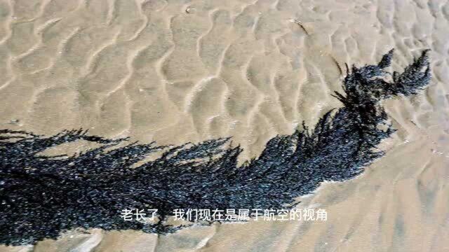 纹铭赶海:大海退潮后发现这种海藻,可以吃吗?