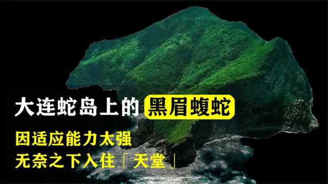 2万条黑眉蝮蛇,隐秘的“蛇间天堂”大连蛇岛究竟怎么形成的?