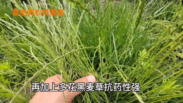 麦田多花黑麦草比节节麦还难治,用这两个配方就能解决问题