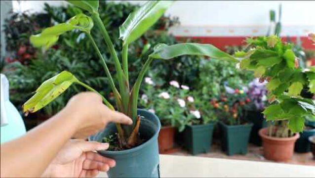 花卉缺少肥料的3种“症状”,氮黄、磷瘦钾枯边,记住这个口诀