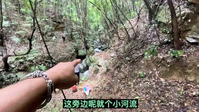 老乡发现山路边,盘着一条30米长的“过江龙”,看它是什么样子的