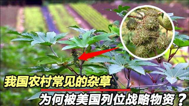 被美国选为战略物资!我国农村常见的“蓖麻”,到底有什么用途?