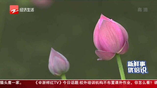 400种荷花难得一见 新品等你来取名