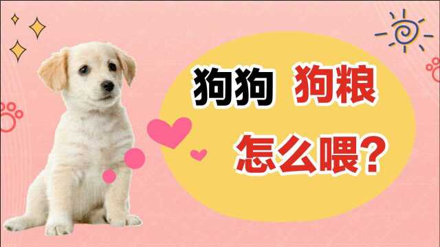 狗狗的狗粮该怎么喂?