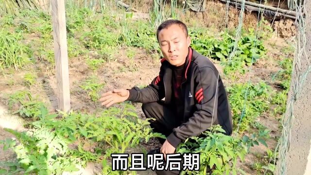 红柿侧枝不要剪,一个轻易小动作,一棵挂16层果,多到采不完