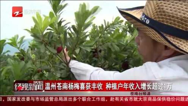 温州苍南杨梅喜获丰收 种植户年收入增长超过1万