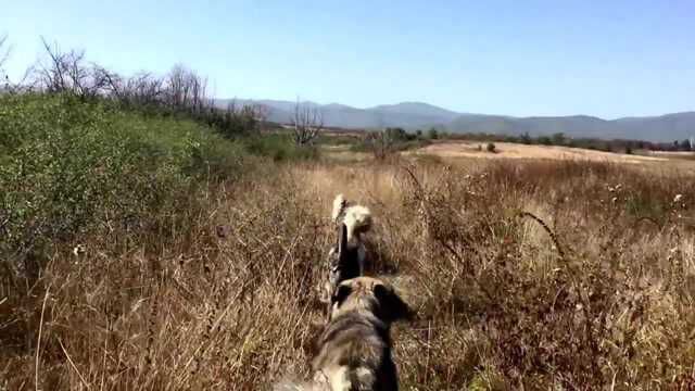 看看这几只霸气的牧羊犬,太霸气彪悍了