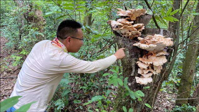 深山发现一大片“黄灵芝”,活了30几岁头一次见,拍给大家看一下