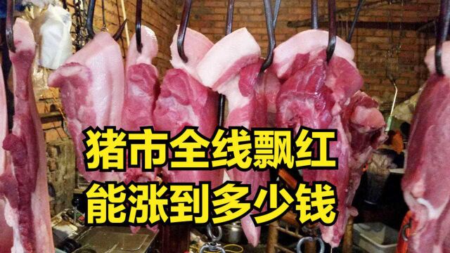 猪价预警:猪市全线飘红“飞天猪”来了?猪价能涨到多少?