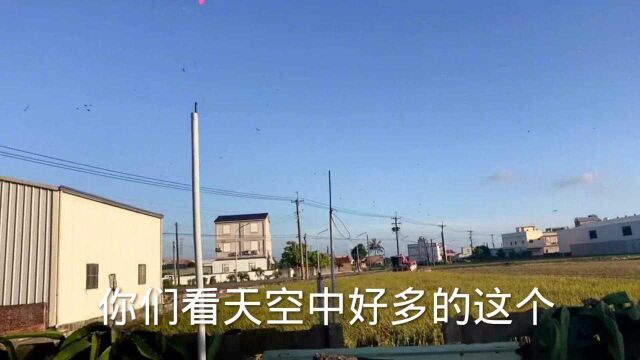 实拍宝岛台湾农村收割机先进么?很方便一下子就收割完完毕!