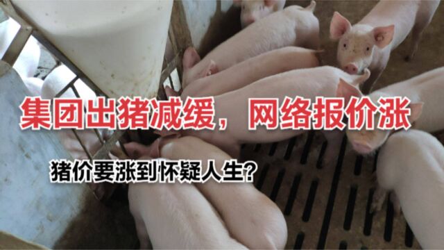 集团出猪减缓,网络报价涨,猪价要涨到怀疑人生?