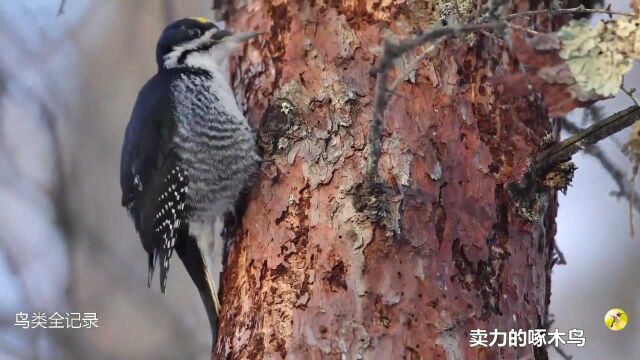 水洼前嬉戏中的水禽