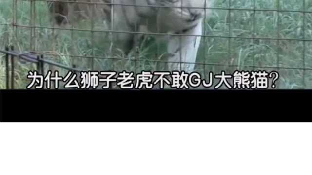 为什么狮子老虎不敢gji大熊猫?