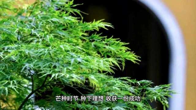 美好的一天:送给农民的暖心语录,种下理想,收获辛福 !