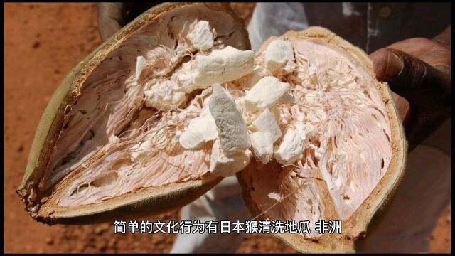 文化与基因:观念如何影响人类的生物特征