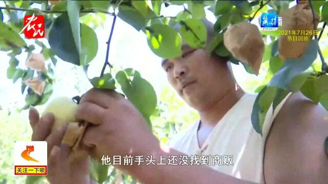 邢台威县:滞销皇冠梨销路打开,爱心企业一句话让人感动