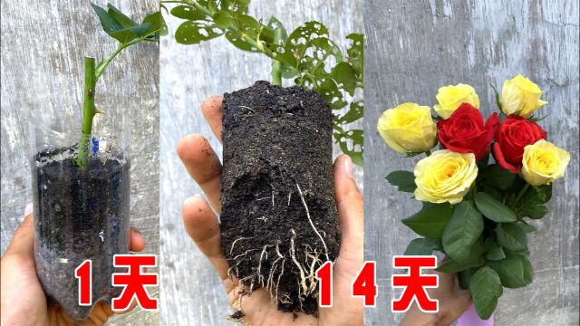 路边买的玫瑰花,怎么种成树?插塑料瓶里,14天白嫖成功了