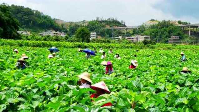 五华桑芽菜成“网红菜”!番禺区引进的这个帮扶项目越做越大