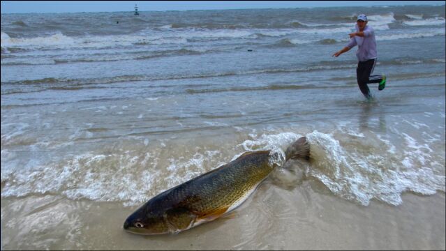 赶海碰上半米6斤美国红鱼,身体比大腿粗,回家却被妈妈骂惨了