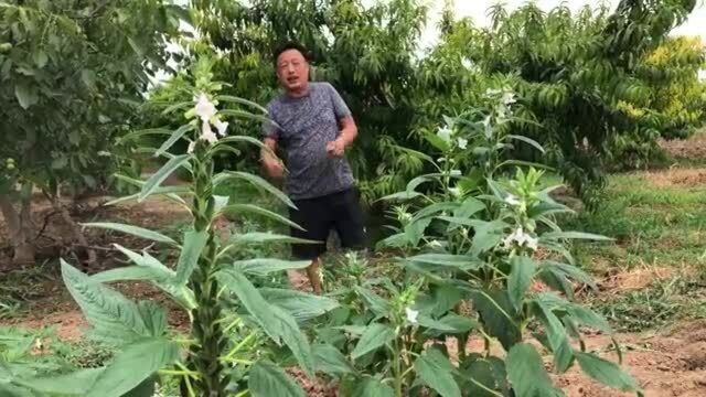 芝麻叶价值高作用大,知道的人不多,一般收完芝麻都当垃圾扔了